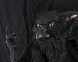 Black gryphon realistic fursuit partial 1
